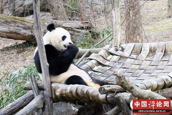 美国国家动物园在大熊猫馆举行新展馆揭幕“暖房派对”【4】