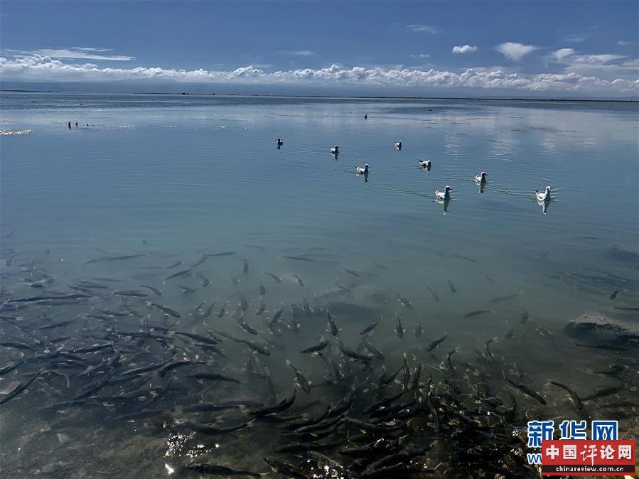（新华全媒头条·图文互动）（4）大湖见证 ——持续保护让青海湖生态华丽“蝶变”