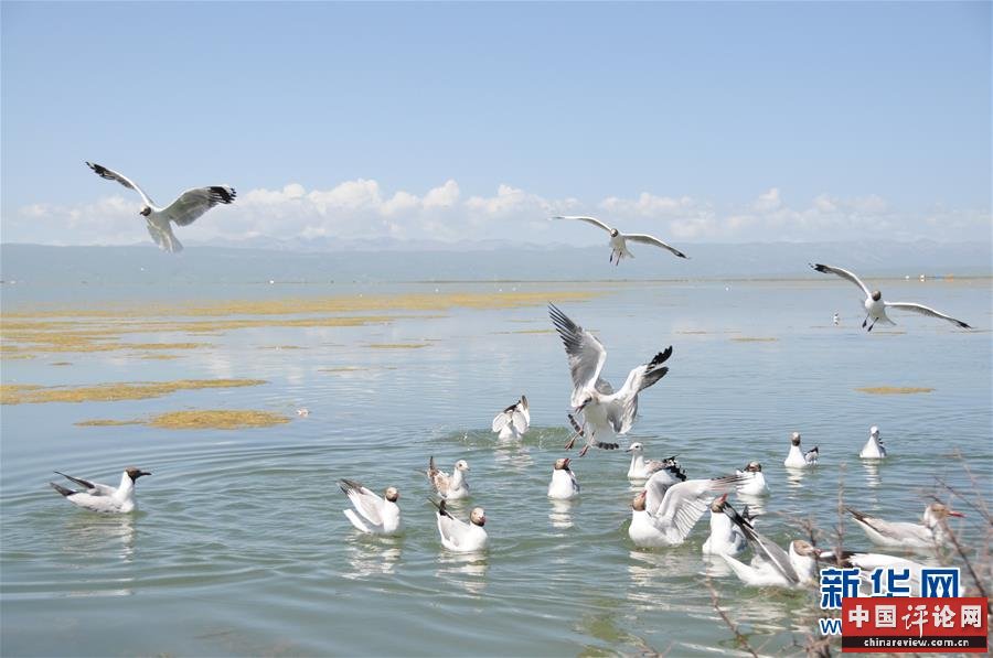 （新华全媒头条·图文互动）（10）大湖见证 ——持续保护让青海湖生态华丽“蝶变”